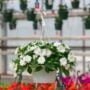 New Guinea Impatiens – Super Sonic White – 10″ Hanging Basket